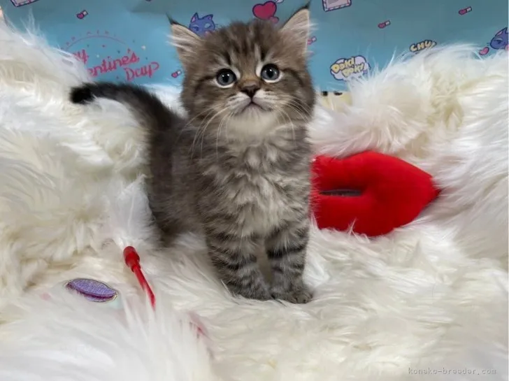 マンチカン（長足）女の子 決