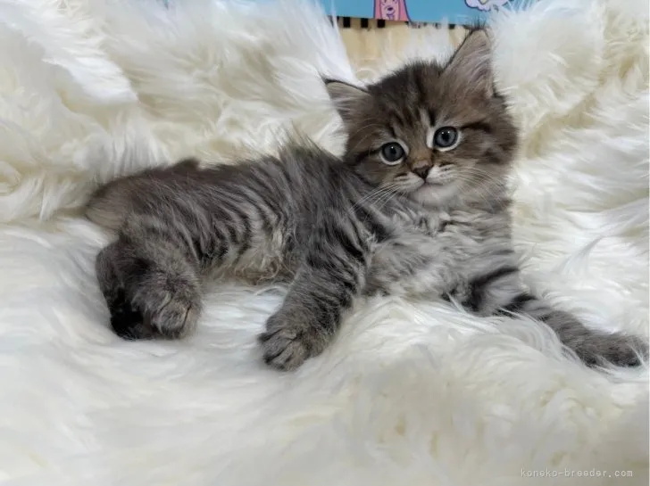 マンチカン（長足）女の子 決