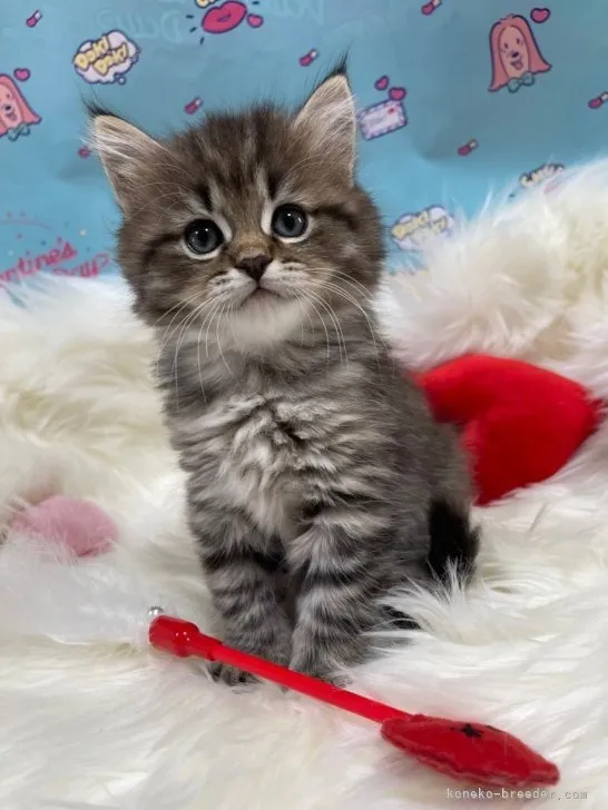 マンチカン（長足）女の子 決