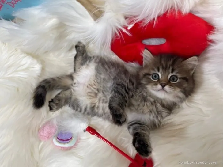 マンチカン（長足）女の子 決