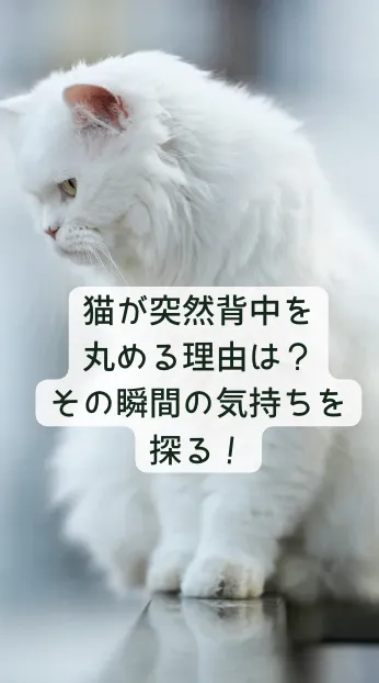 猫の雑学動画37