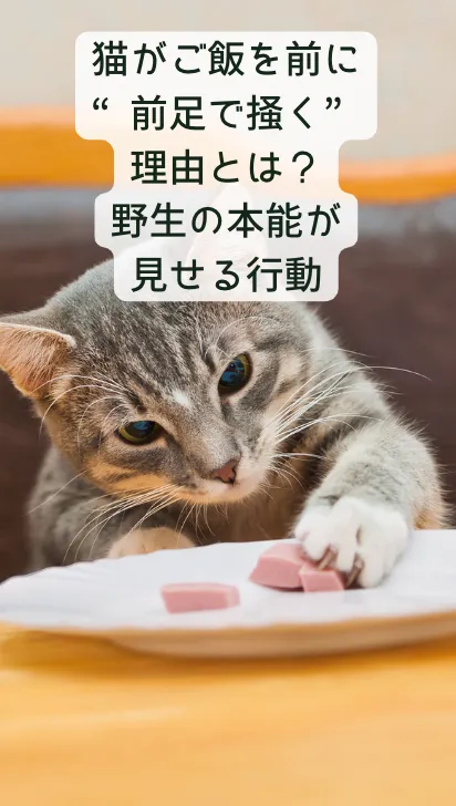 猫の雑学動画38