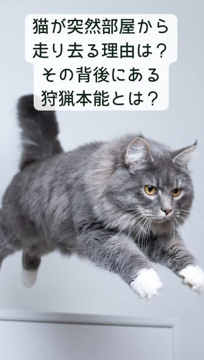 猫の雑学動画39