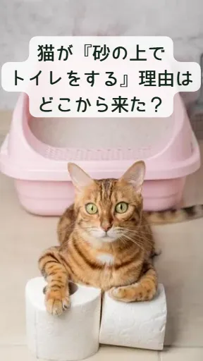 猫の雑学動画71