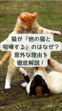 猫の雑学動画84