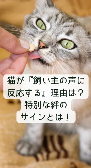 猫の雑学動画100