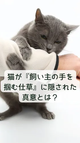 猫の雑学動画４