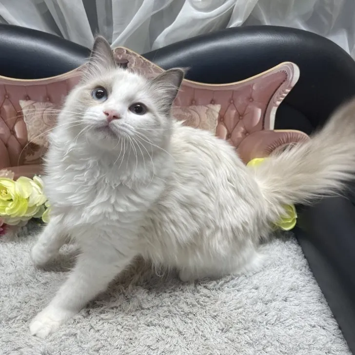 ラグドール　女の子　決