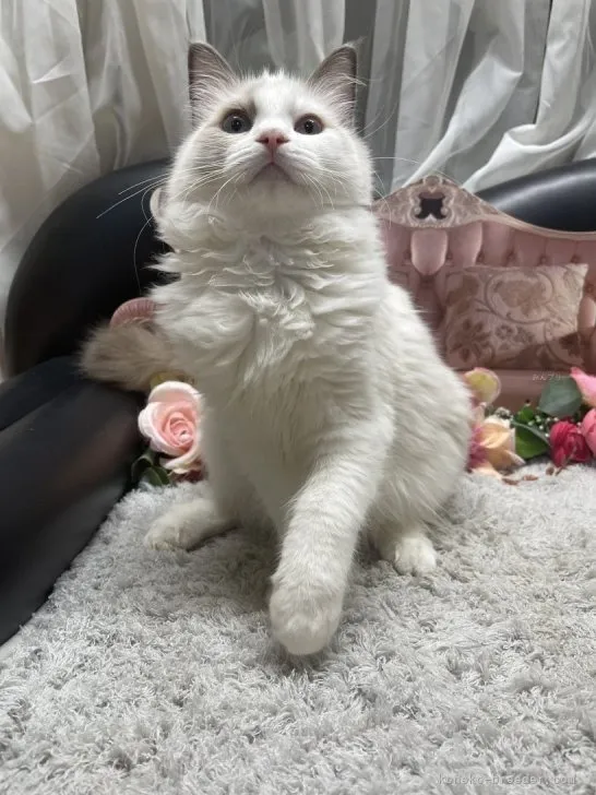 ラグドール　女の子　決