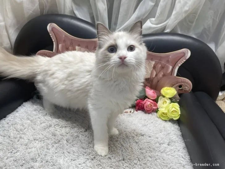 ラグドール　女の子　決