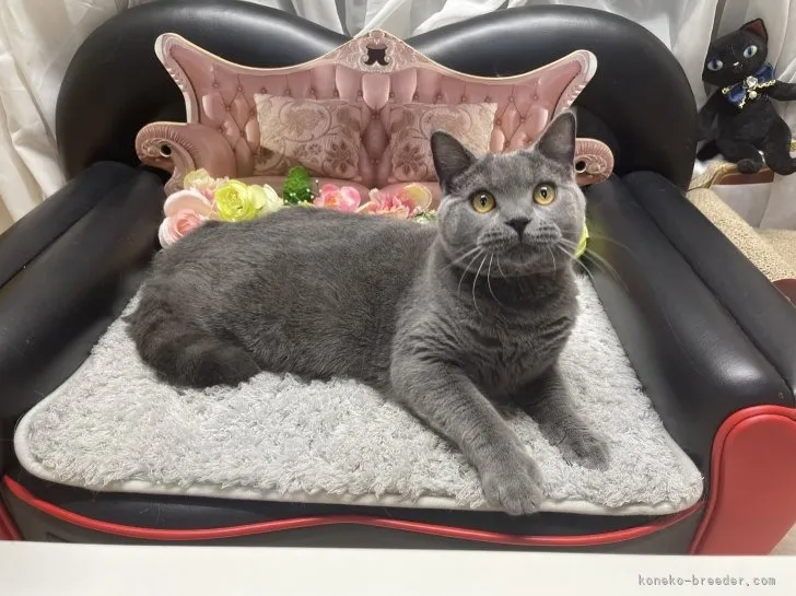 ブリティッシュショートヘア　男の子　決