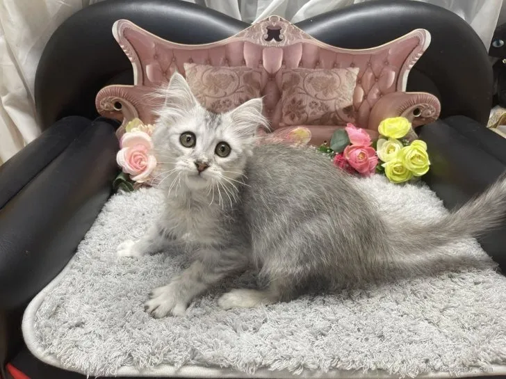 サイベリアン　女の子　決