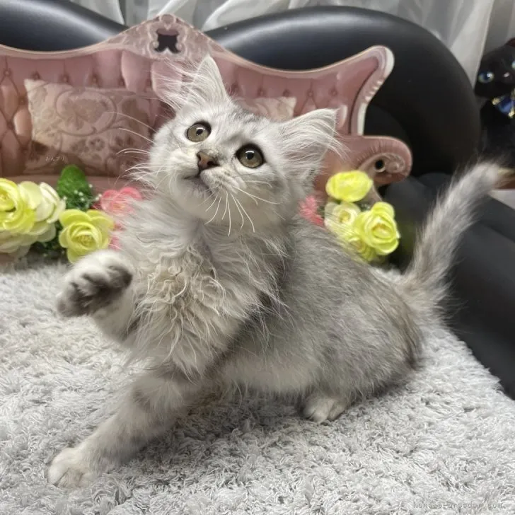 サイベリアン　女の子　決