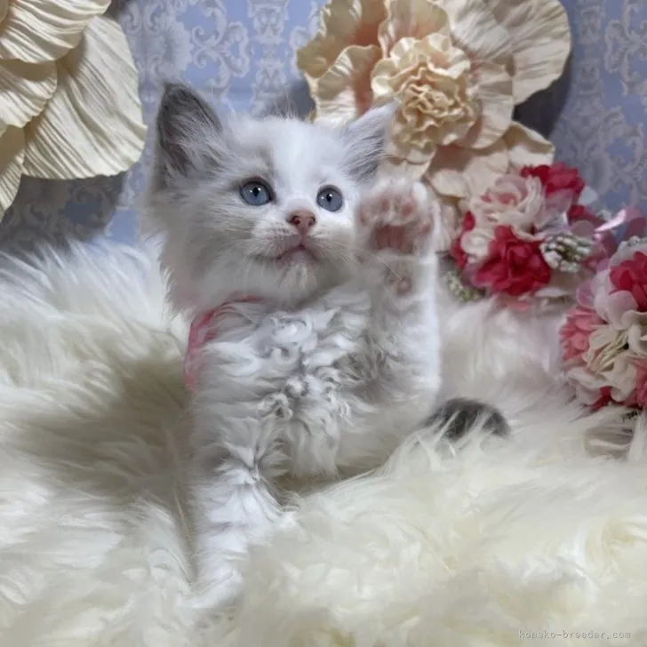 新着子猫情報！