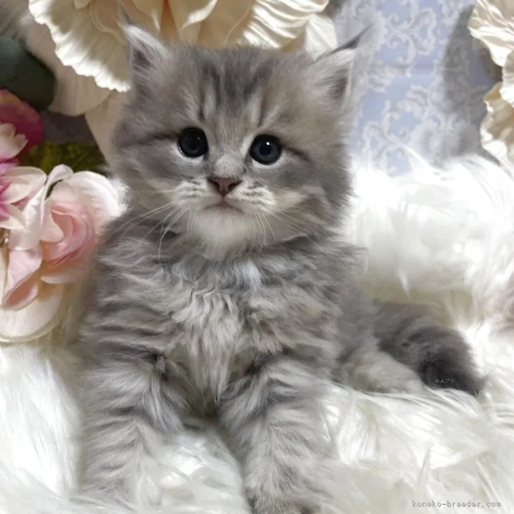 新着子猫情報！