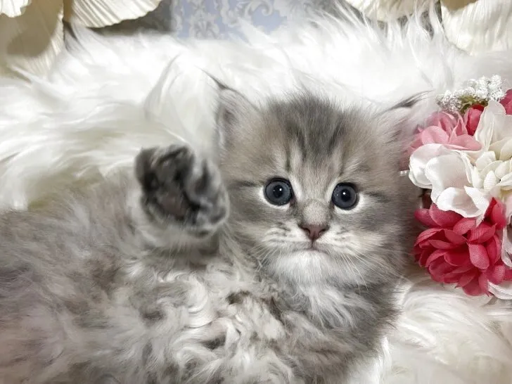 ラガマフィン　男の子　決