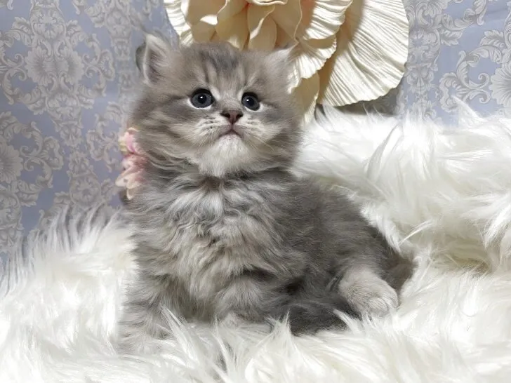 ラガマフィン　男の子　決