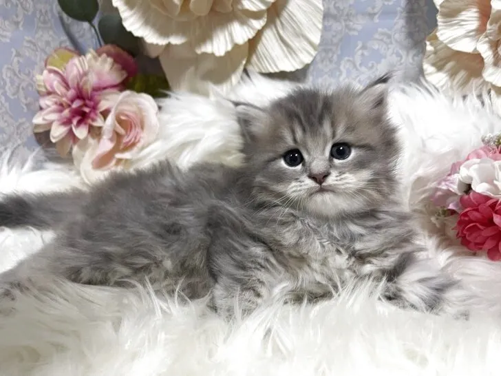 ラガマフィン　男の子　決