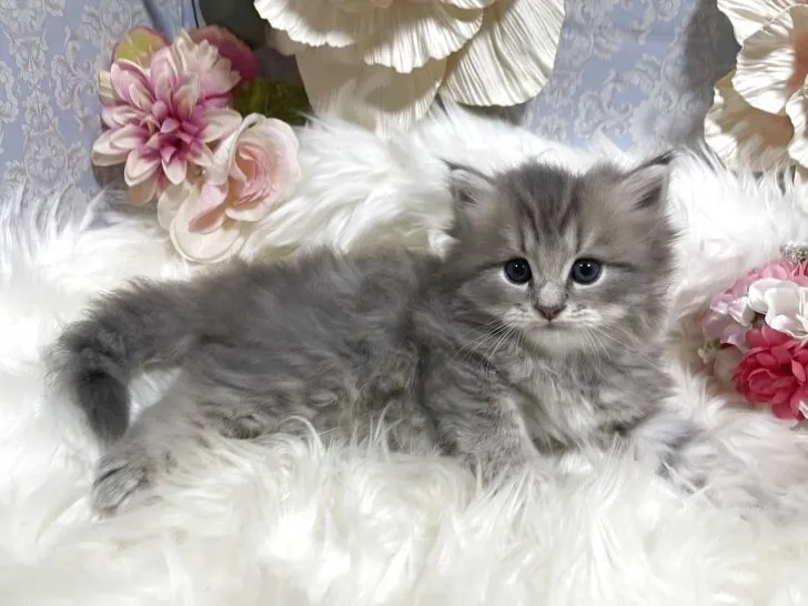 ラガマフィン　男の子　決