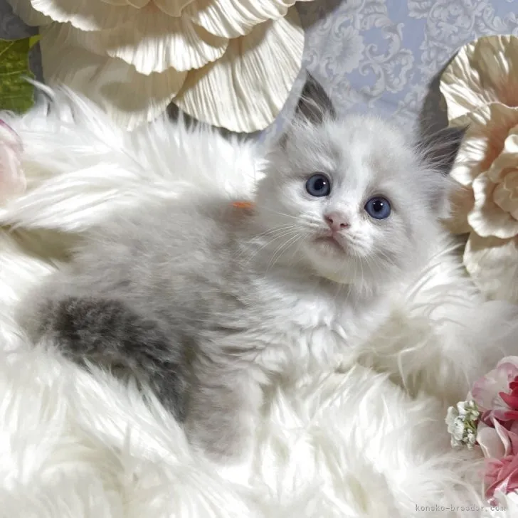 ラグドール　女の子　決