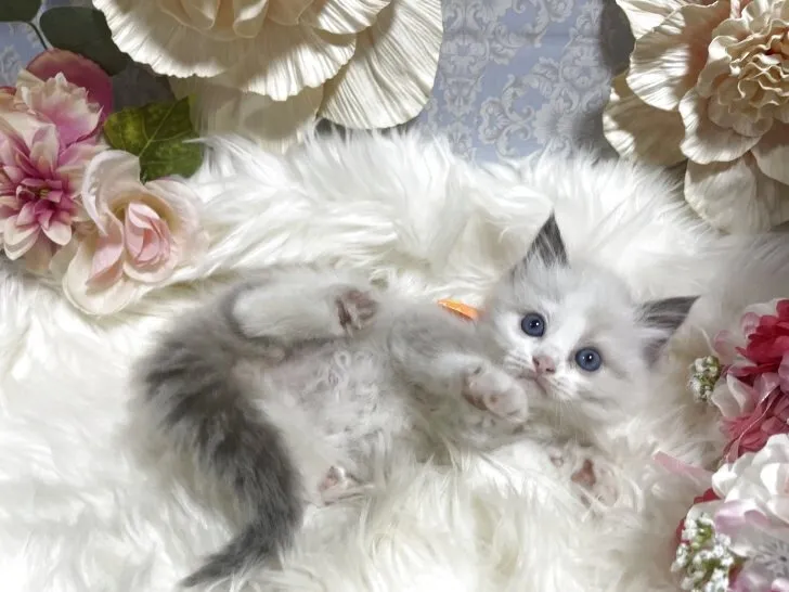 ラグドール　女の子　決