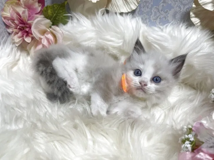 ラグドール　女の子　決