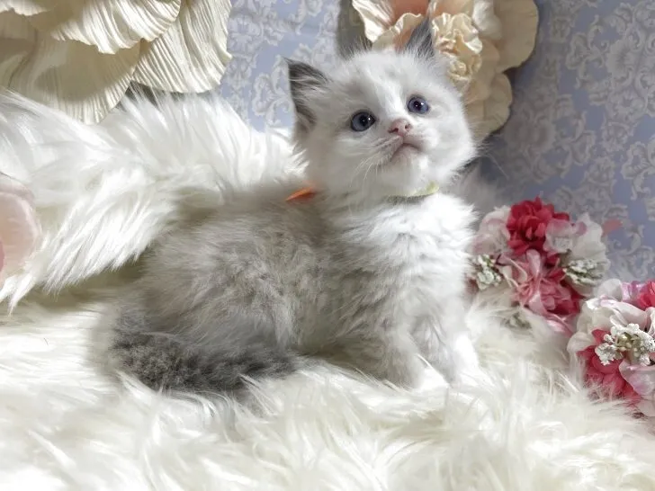 ラグドール　女の子　決