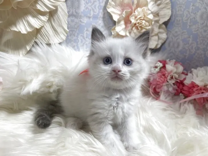 ラグドール　女の子　決