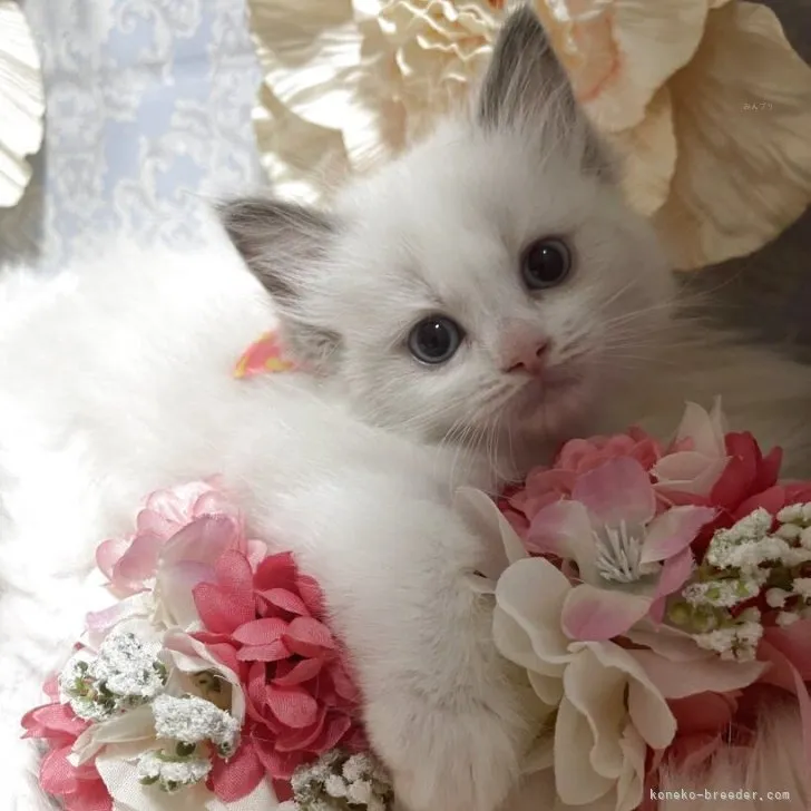 ラグドール　女の子　決