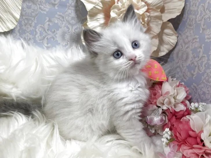 ラグドール　女の子　決