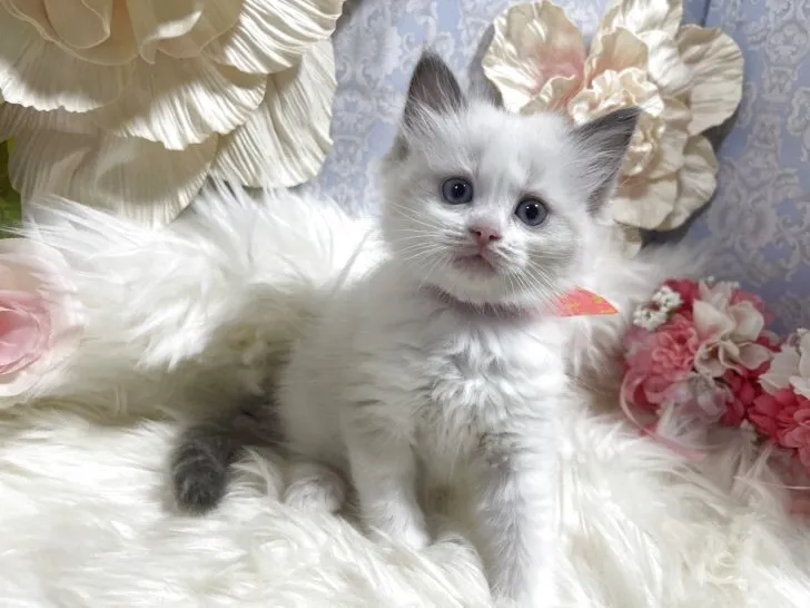 ラグドール　女の子　決