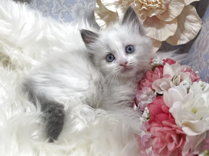 ラグドール　女の子　決