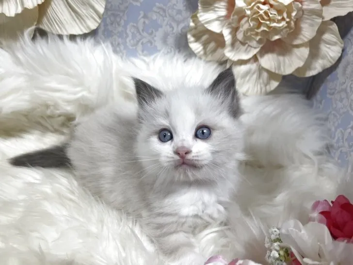 ラグドール　男の子　決