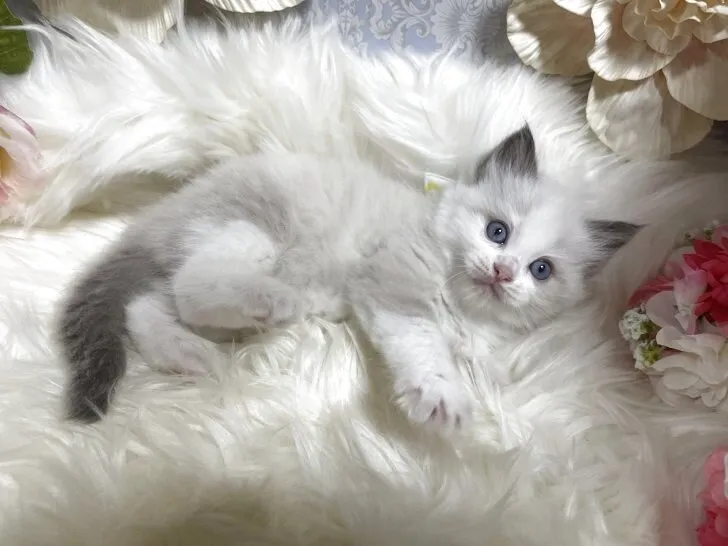 ラグドール　男の子　決