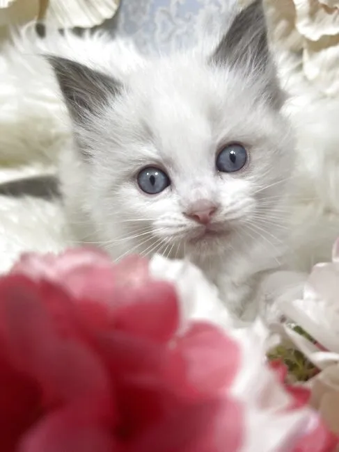 ラグドール　男の子　決