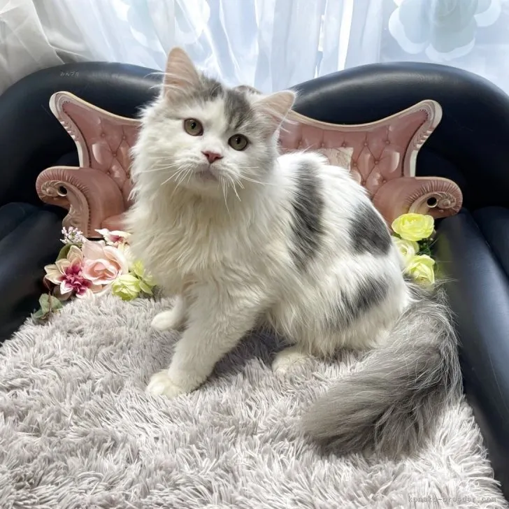 メインクーン ✕ ミヌエット　男の子　決