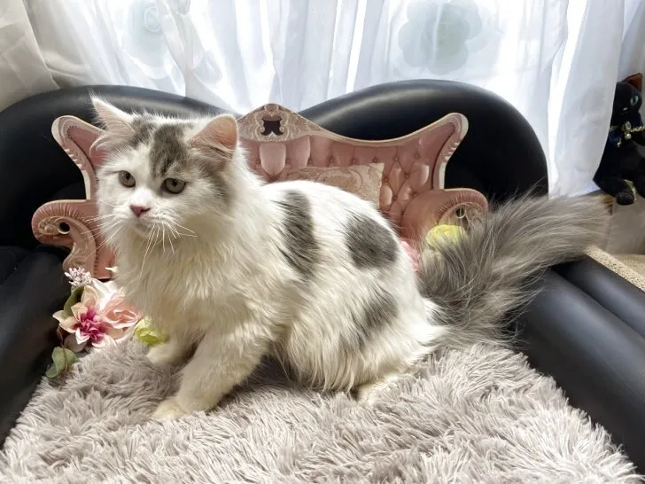 メインクーン ✕ ミヌエット　男の子　決