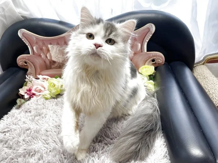 メインクーン ✕ ミヌエット　男の子　決