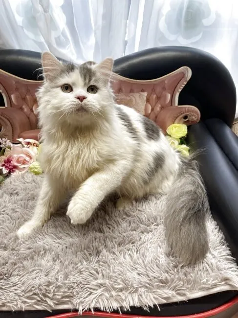 メインクーン ✕ ミヌエット　男の子　決