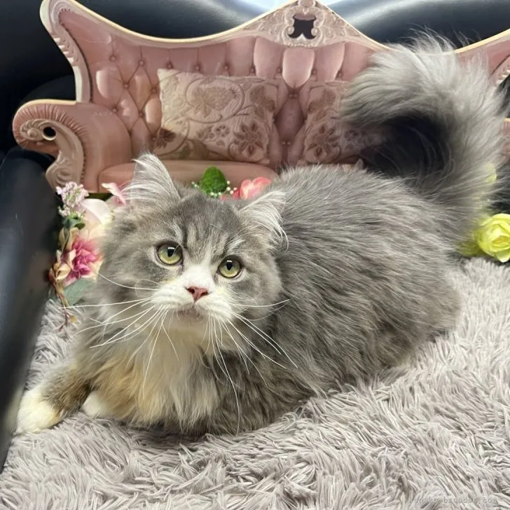 メインクーン ✕ ミヌエット　男の子　決