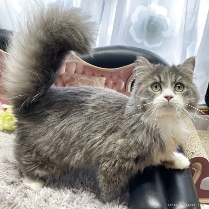 メインクーン ✕ ミヌエット　男の子　決