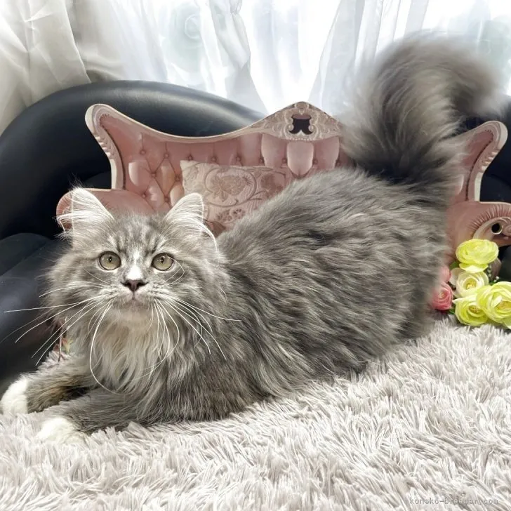 メインクーン ✕ ミヌエット　男の子　決