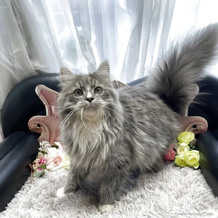 メインクーン ✕ ミヌエット　男の子　決