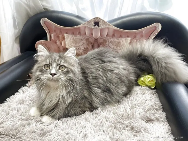 メインクーン ✕ ミヌエット　男の子　決