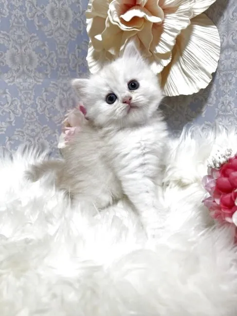 ミヌエット　男の子　決