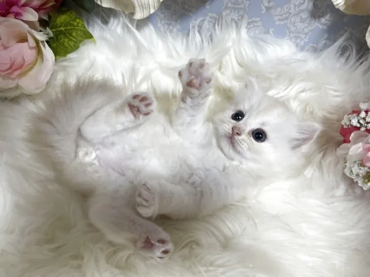 ミヌエット　男の子　決