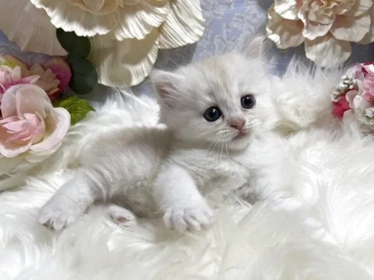 ミヌエット　男の子　決