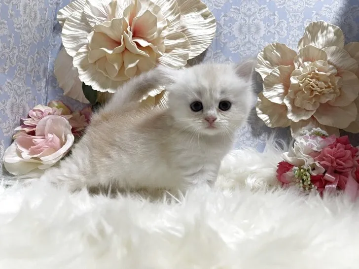 ミヌエット　男の子　決