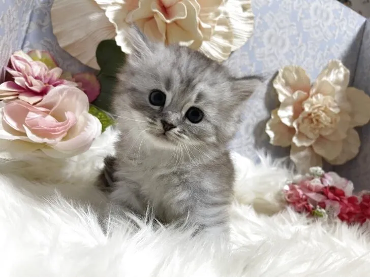 ミヌエット　男の子　決