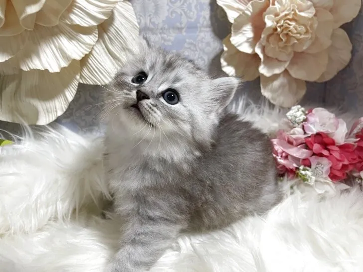 ミヌエット　男の子　決